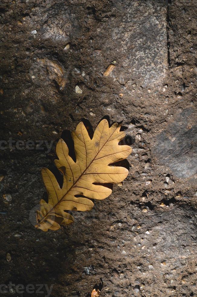 Eichenblatt, trockenes Eichenblatt auf dem Boden. foto