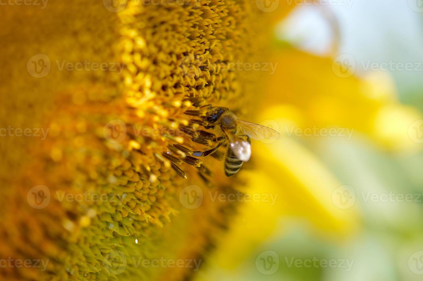 Biene auf einer Sonnenblume, Makro, Bestäubung, große gelbe Blume. foto
