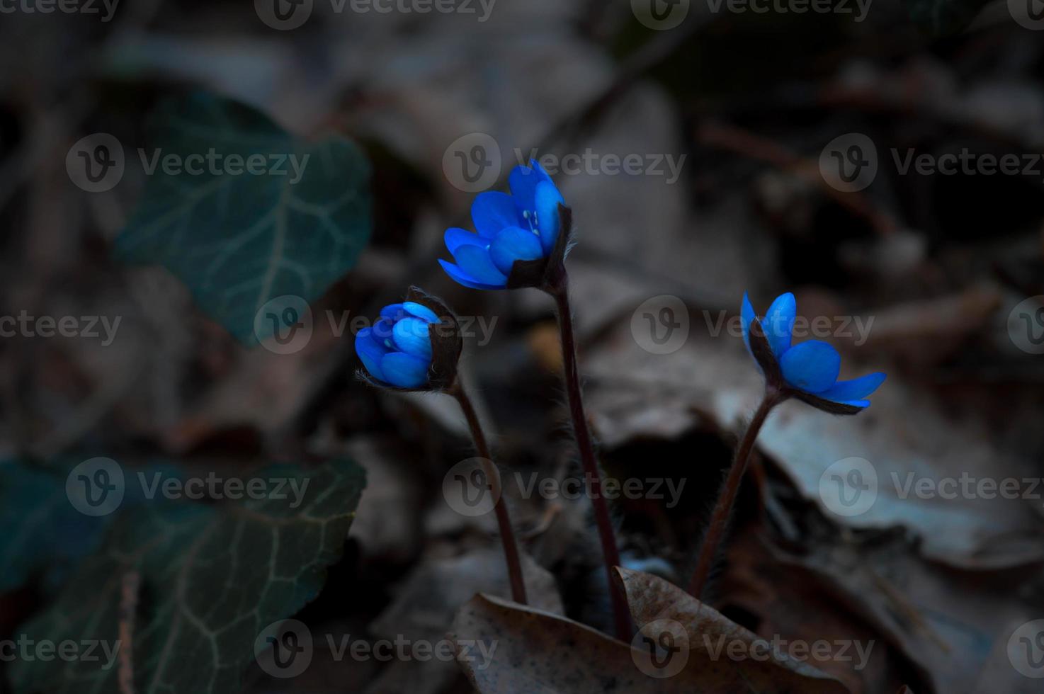 gemeine Leberblümchen in freier Wildbahn foto