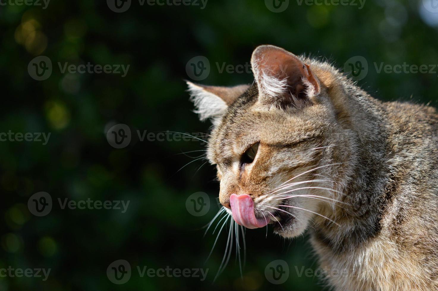 süßes Katzenportrait im Freien, lecken foto