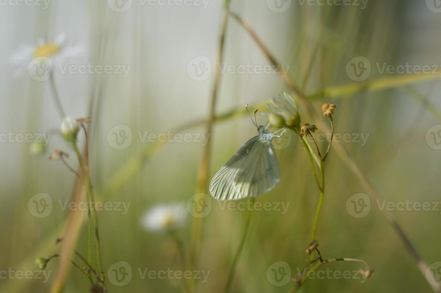 Holzweißer Schmetterling, kleiner Schmetterling auf einer Blume foto