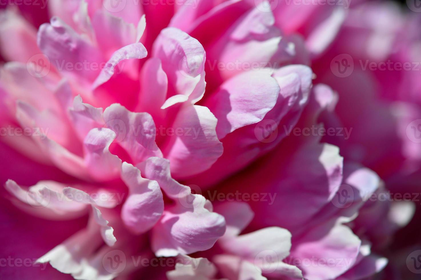 weiche rosafarbene Pfingstrosenblätter aus nächster Nähe. Rosa Blumenmakro. foto