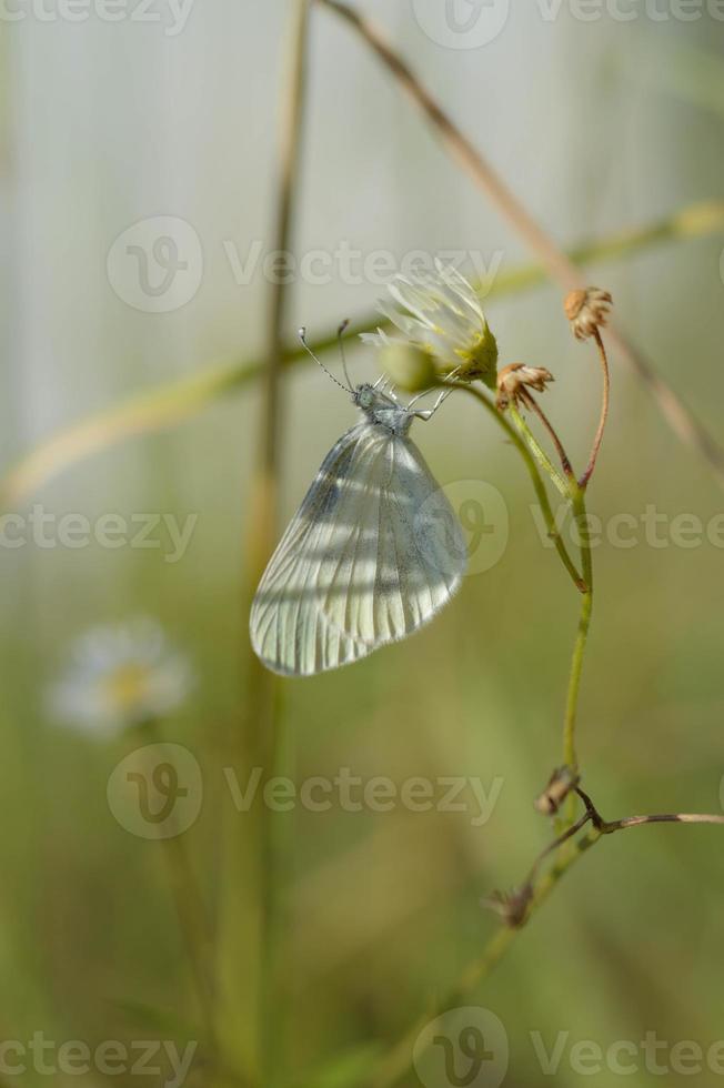 Holzweißer Schmetterling, kleiner Schmetterling auf einer Blume foto