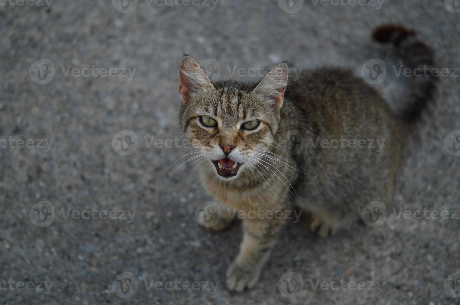 katzenporträt katze miaut, miauende katze, foto