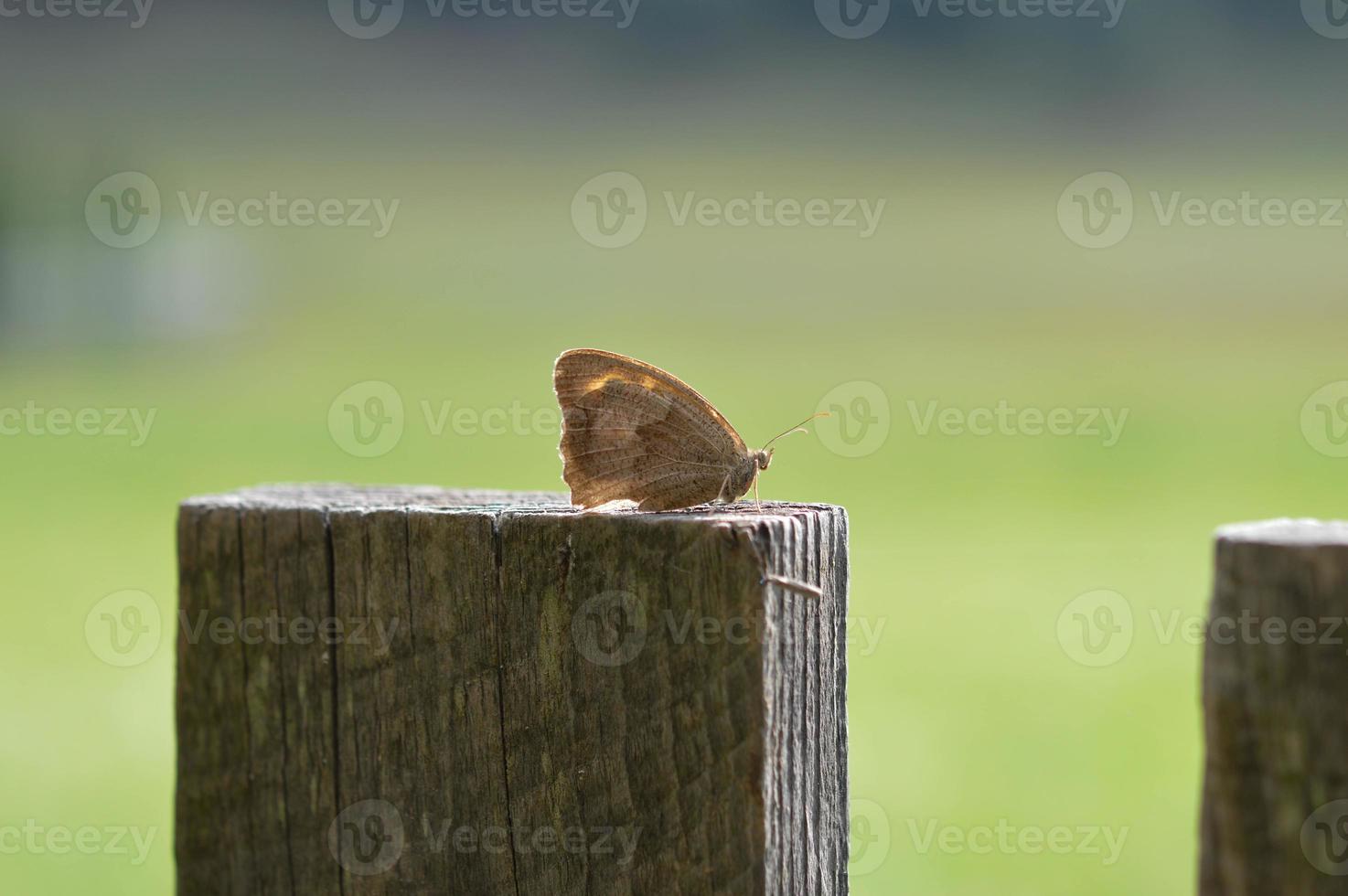 großer Heide-Schmetterling auf dem Zaun, Nahaufnahme, Makro, foto