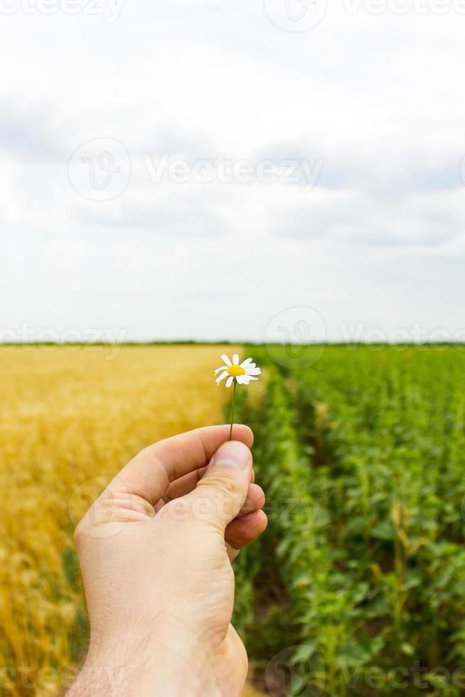 Nahaufnahme der Hände und einer Gänseblümchenblume, ein Feld mit Sonnenblumen und Weizen im Hintergrund. foto