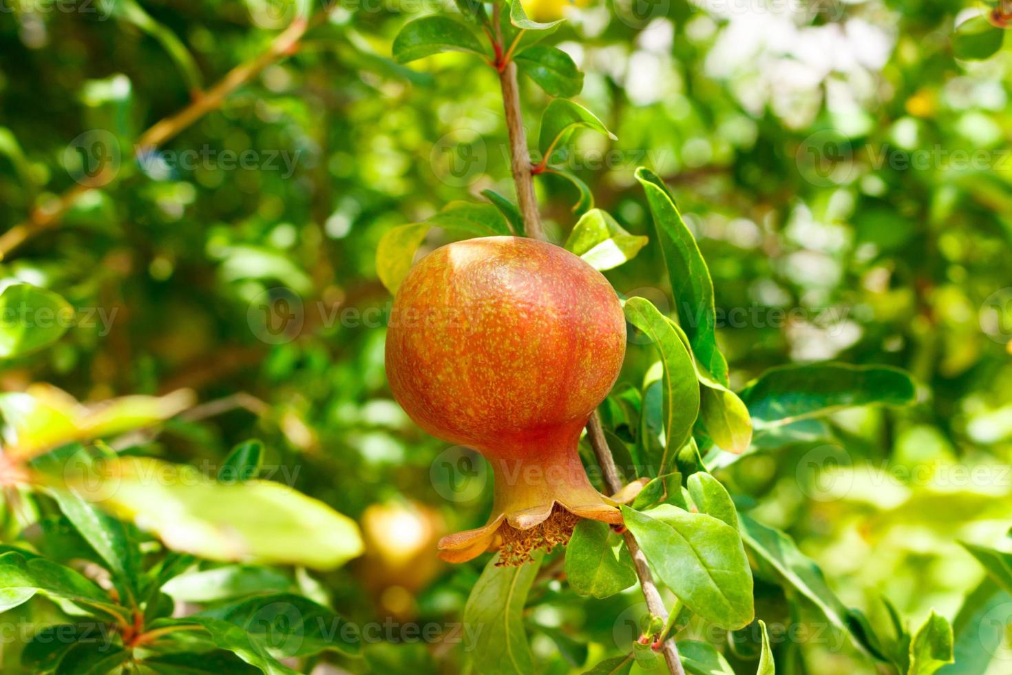 kleiner junger Granatapfel im Garten vor dem Hintergrund grüner Blätter foto