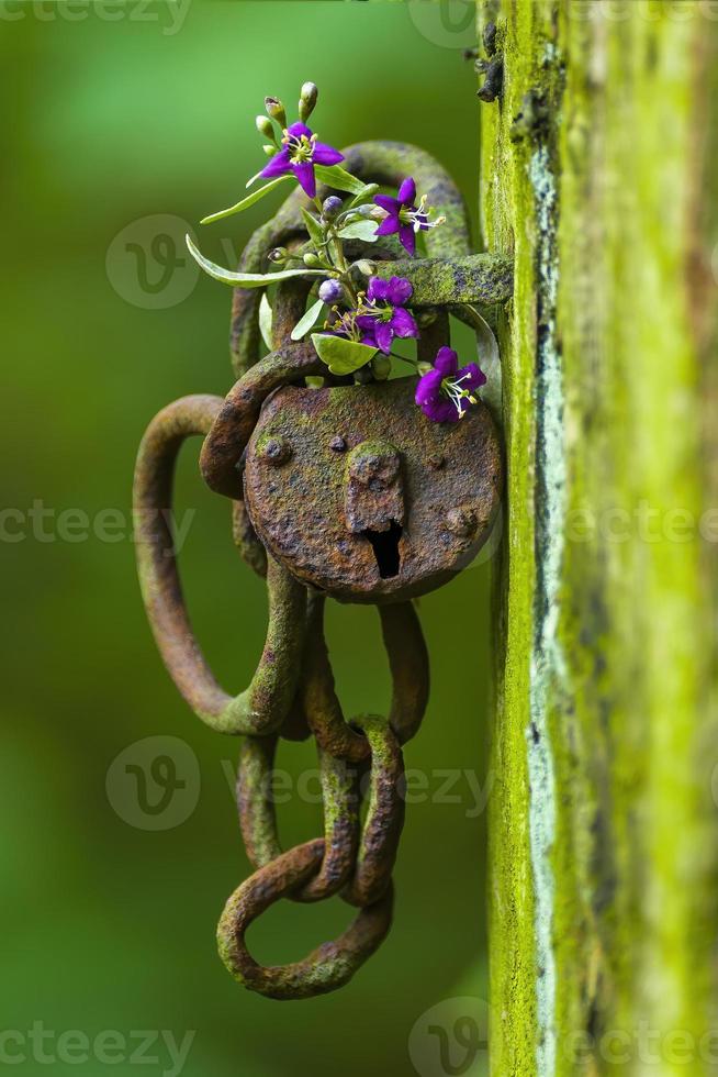 Ein verrostetes Schloss mit einer lila Blume in einem Wald foto