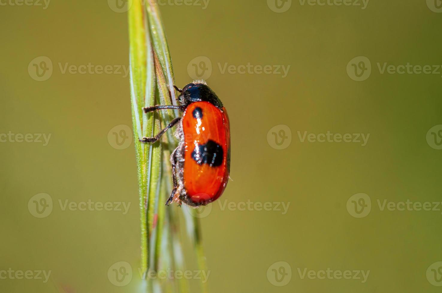 Ein Ameisenbeutelkäfer sitzt auf einem Stiel auf einer Wiese foto