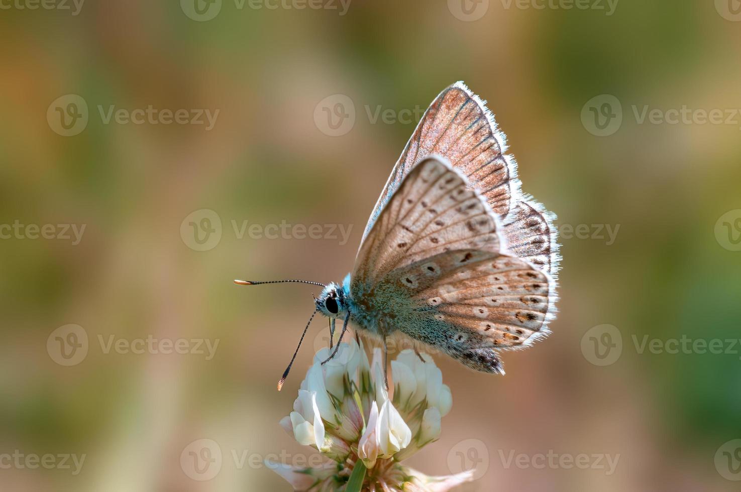 Ein gewöhnlicher blauer Schmetterling sitzt auf einer Blume auf einer Wiese foto