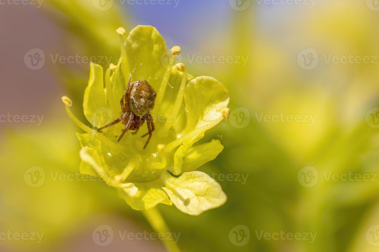 Eine kleine Spinne wartet auf einem Blatt auf ihre Beute foto