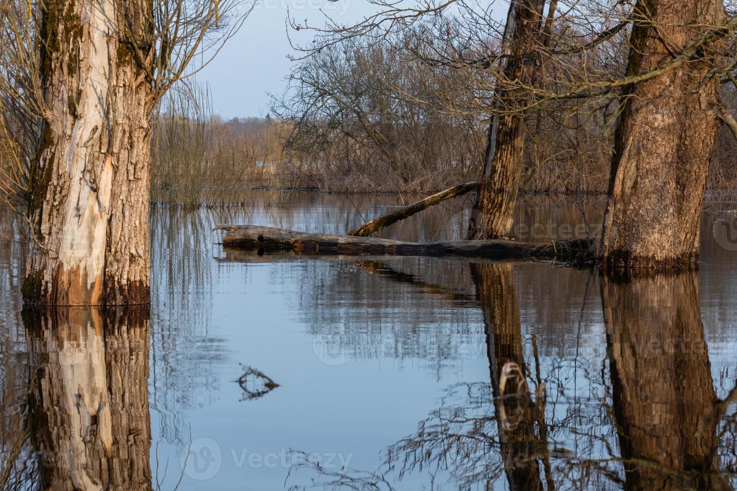 Überschwemmte Wiesen im Frühjahr foto