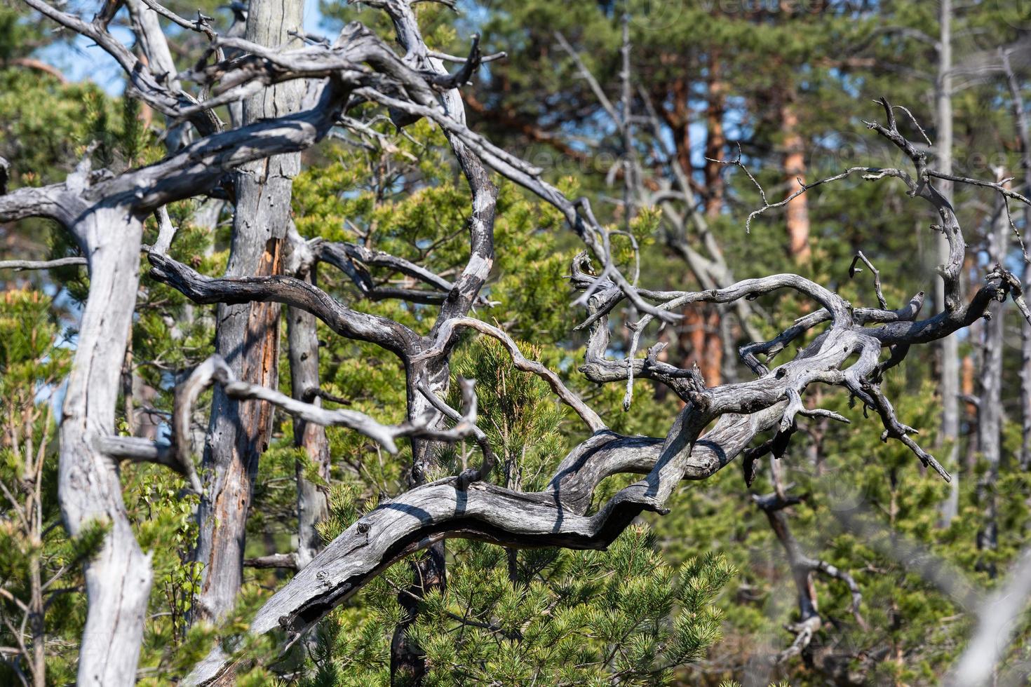 Frühling in den Sumpfseen foto