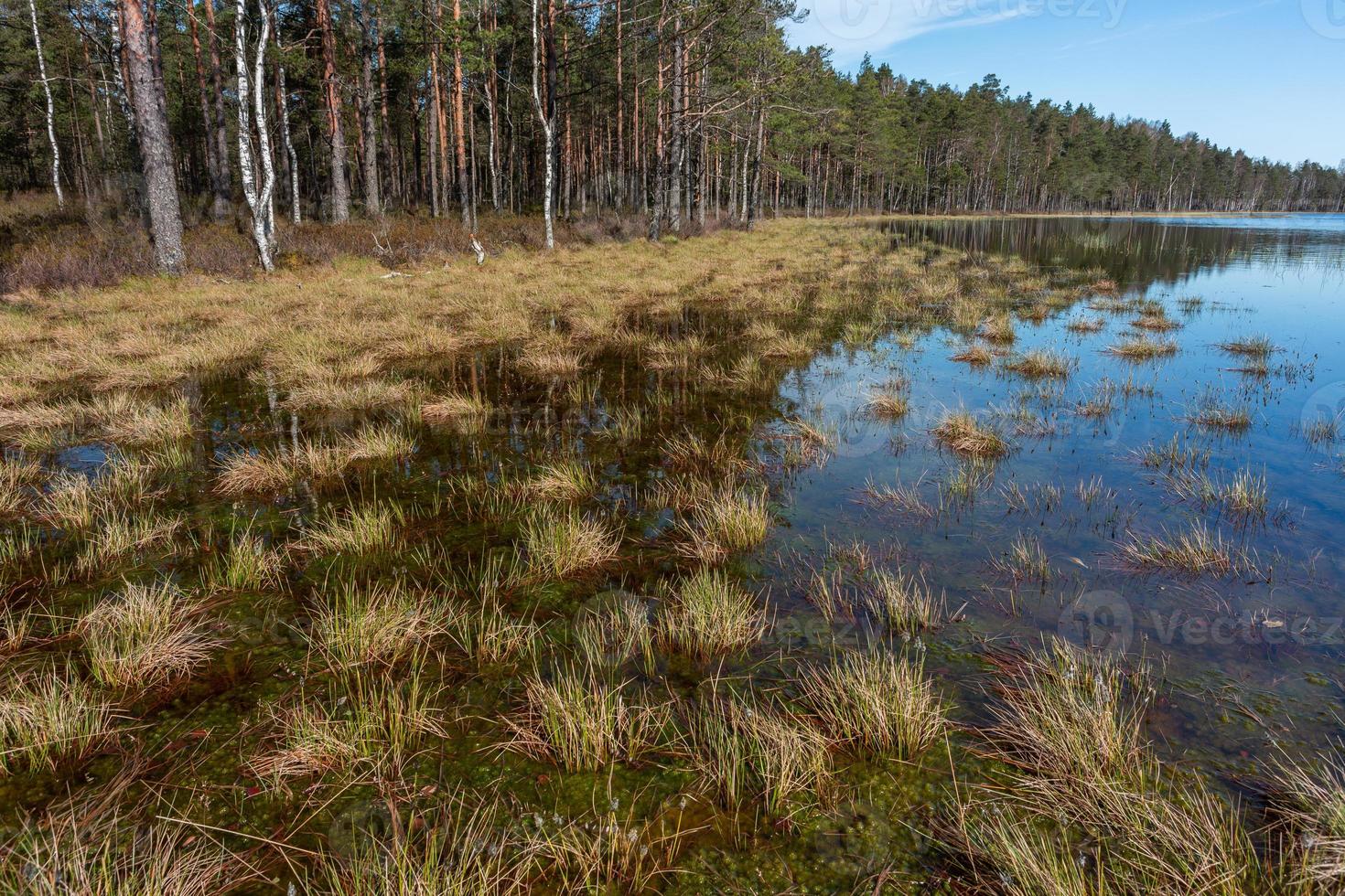 Frühling in den Sumpfseen foto