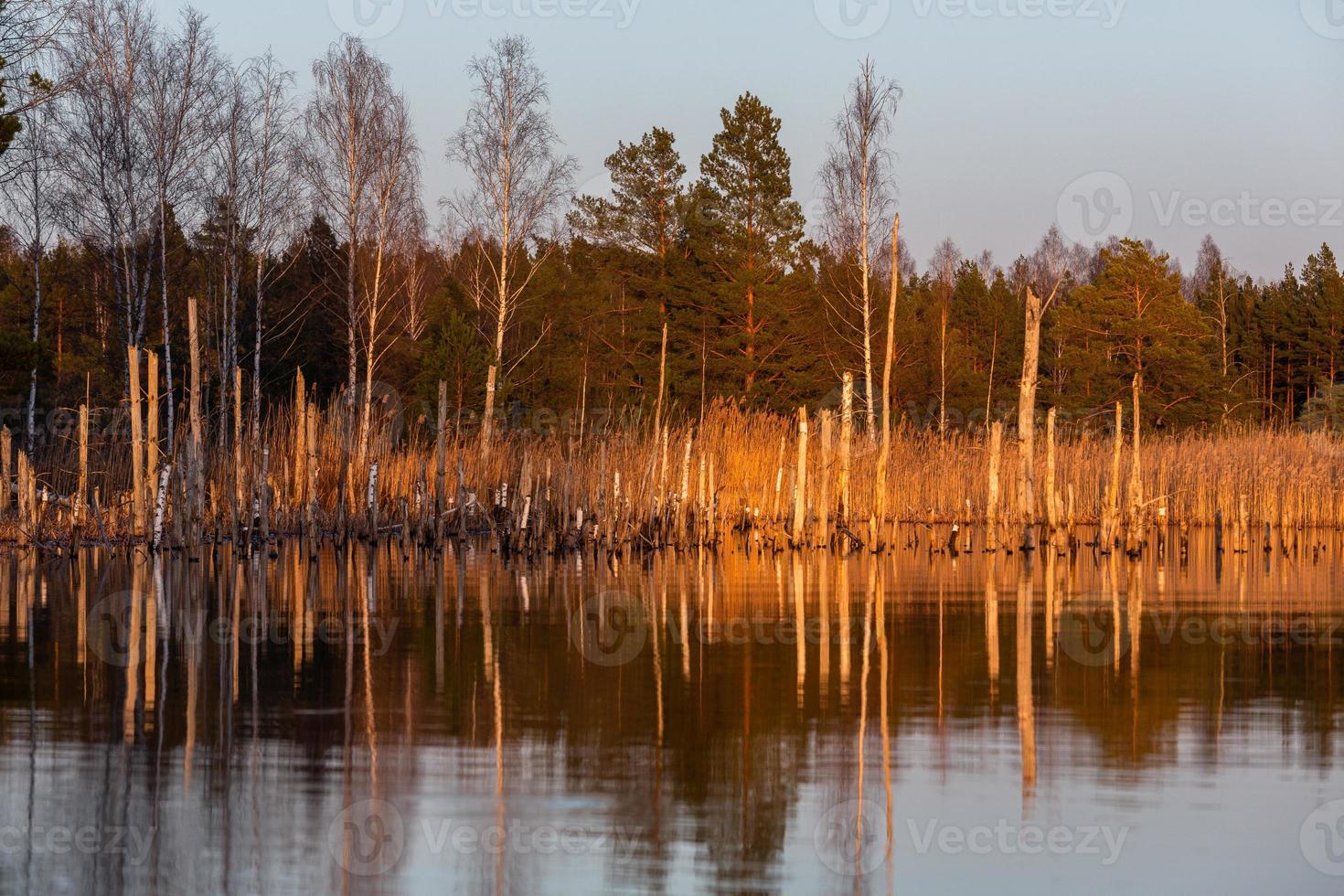 Frühling in den Sumpfseen foto