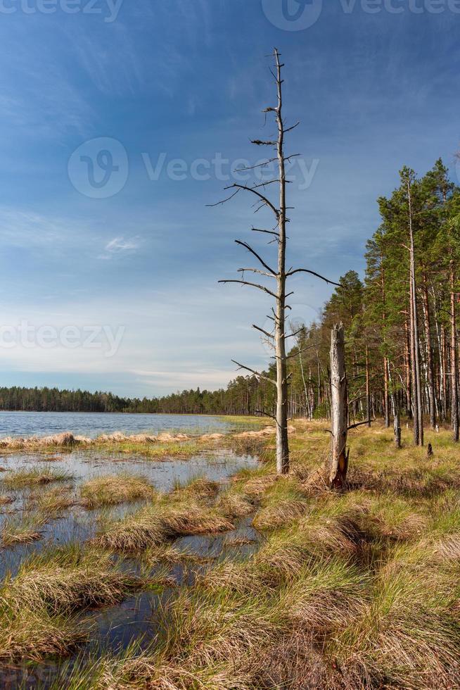 Frühling in den Sumpfseen foto