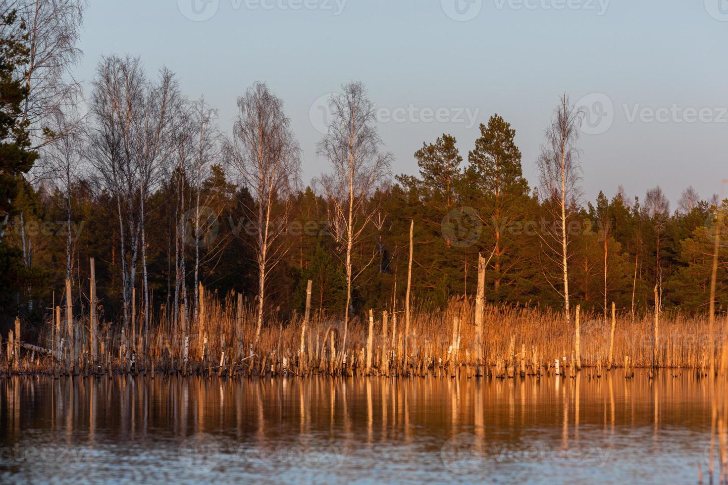 Frühling in den Sumpfseen foto