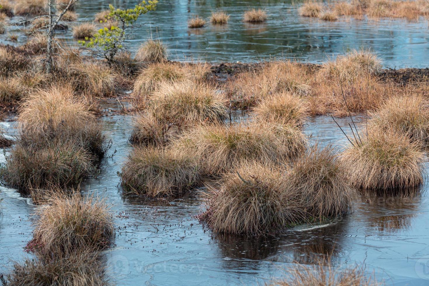 Frühling in den Sumpfseen foto