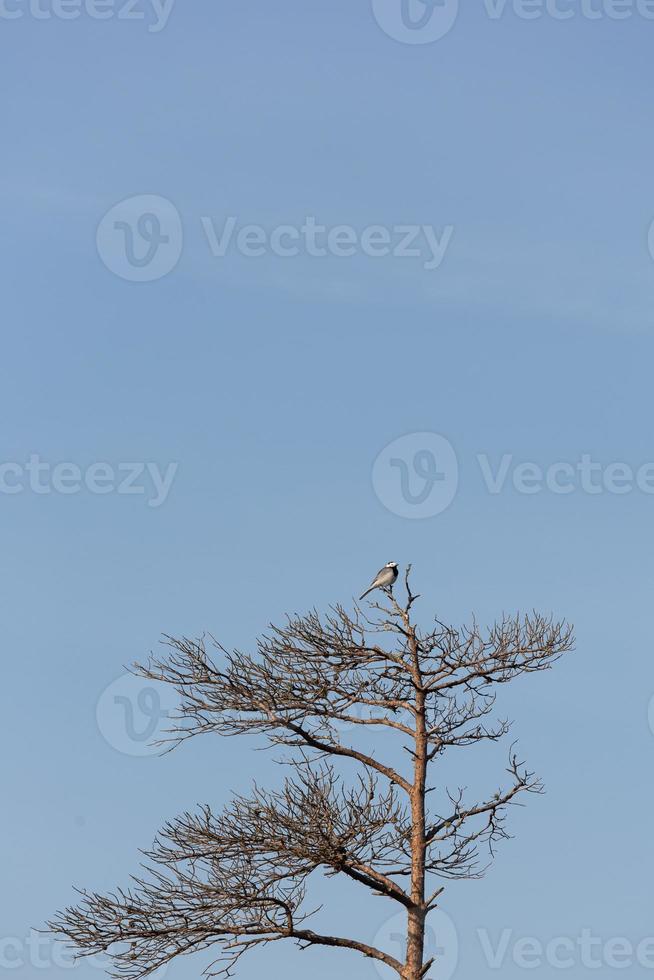 Frühling in den Sumpfseen foto