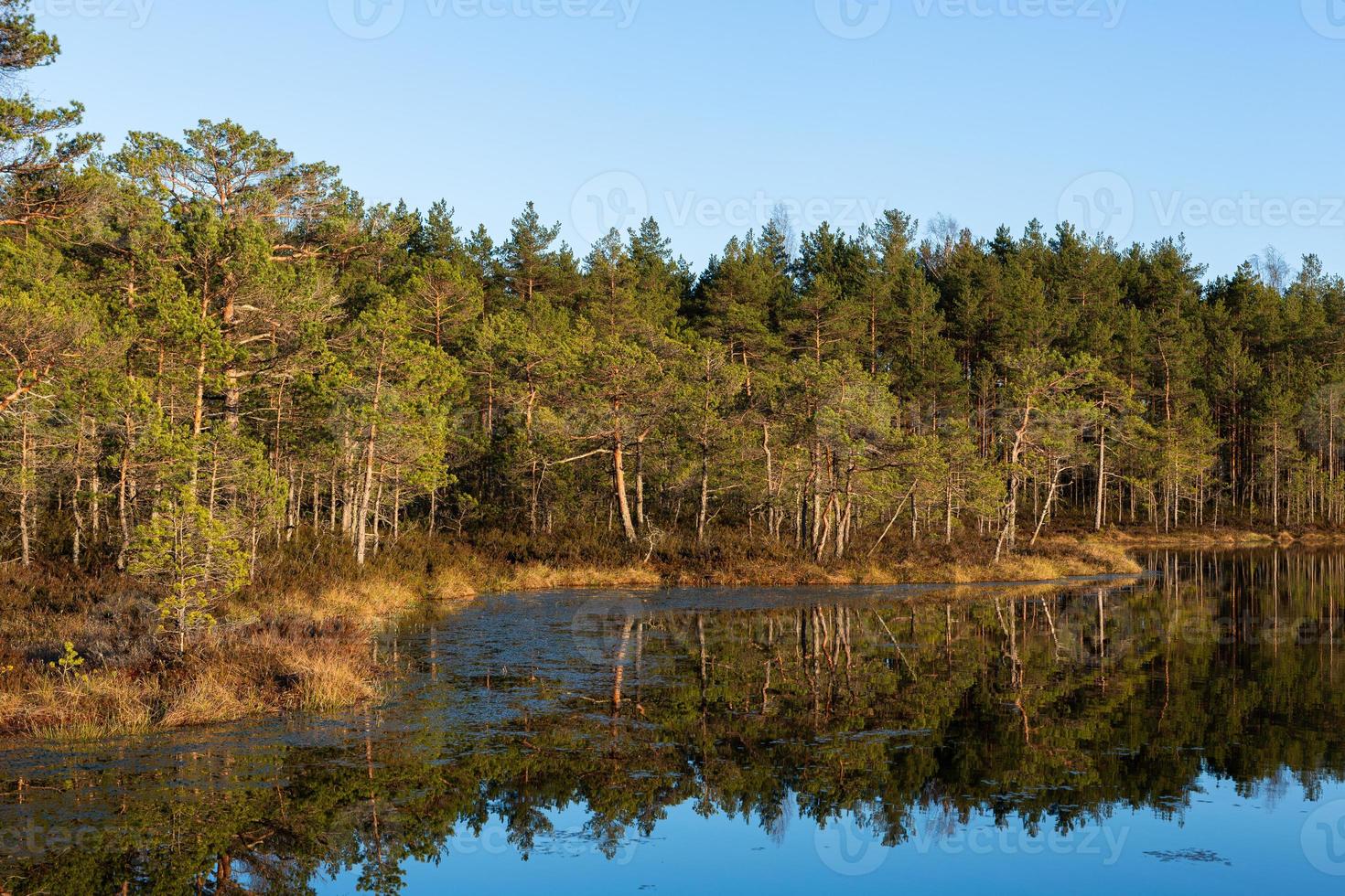 Frühling in den Sumpfseen foto