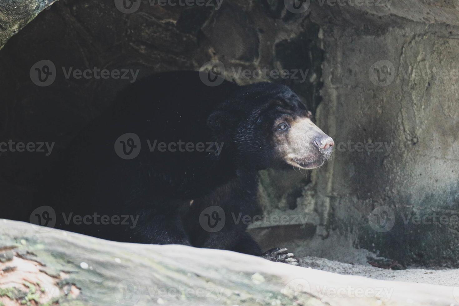ein sonnenbär, der im zoo in jakarta ist. foto