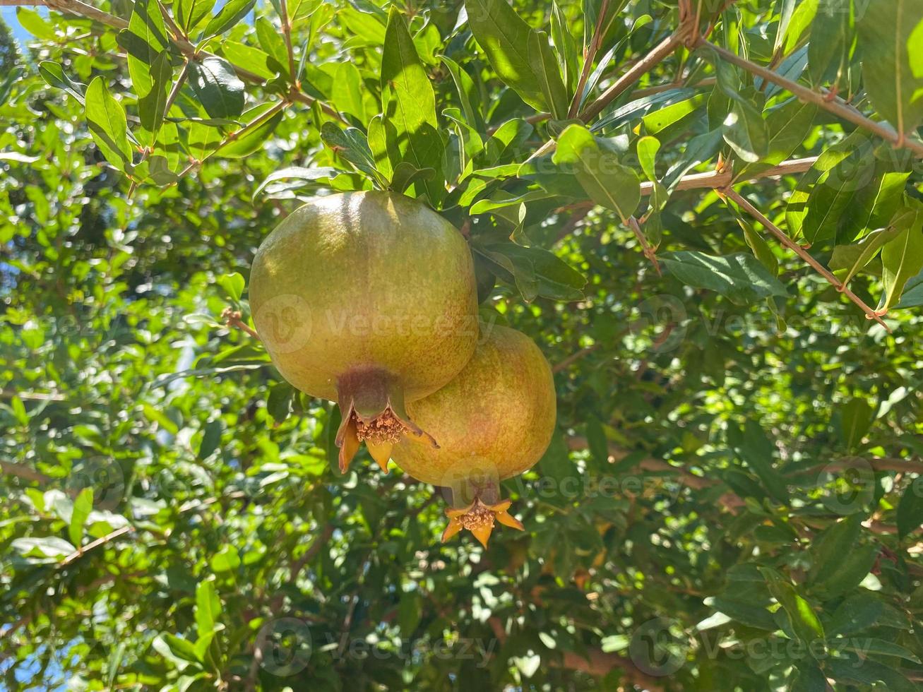 grüner granatapfel auf baum, der frucht im garten anbaut foto