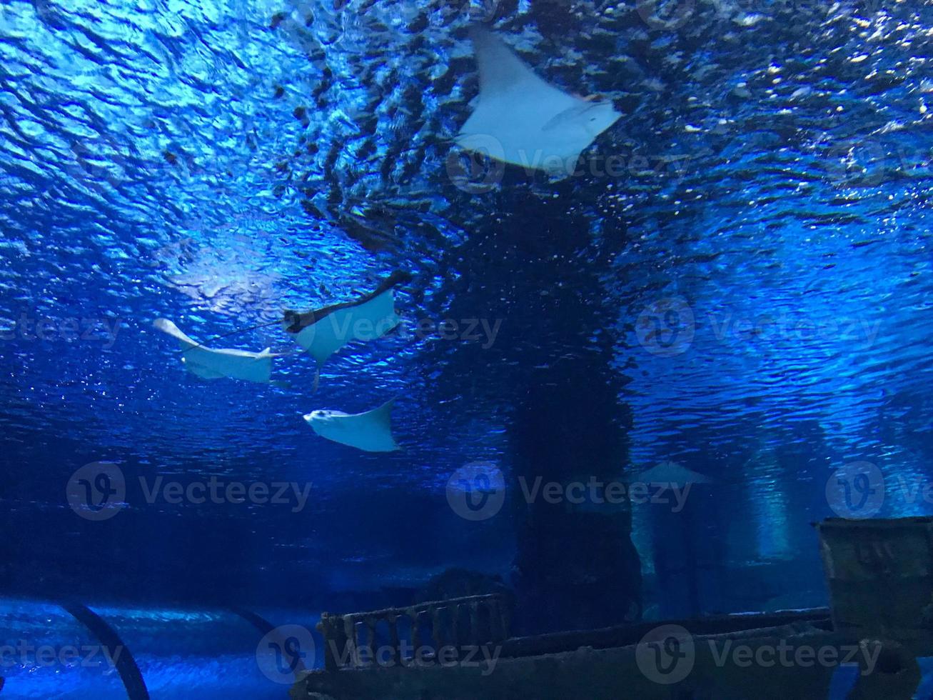 mantarochen, stachelrochen, elektrische rochen bewegen sich in dem großen tank im kaiyukan-aquarium in japan foto