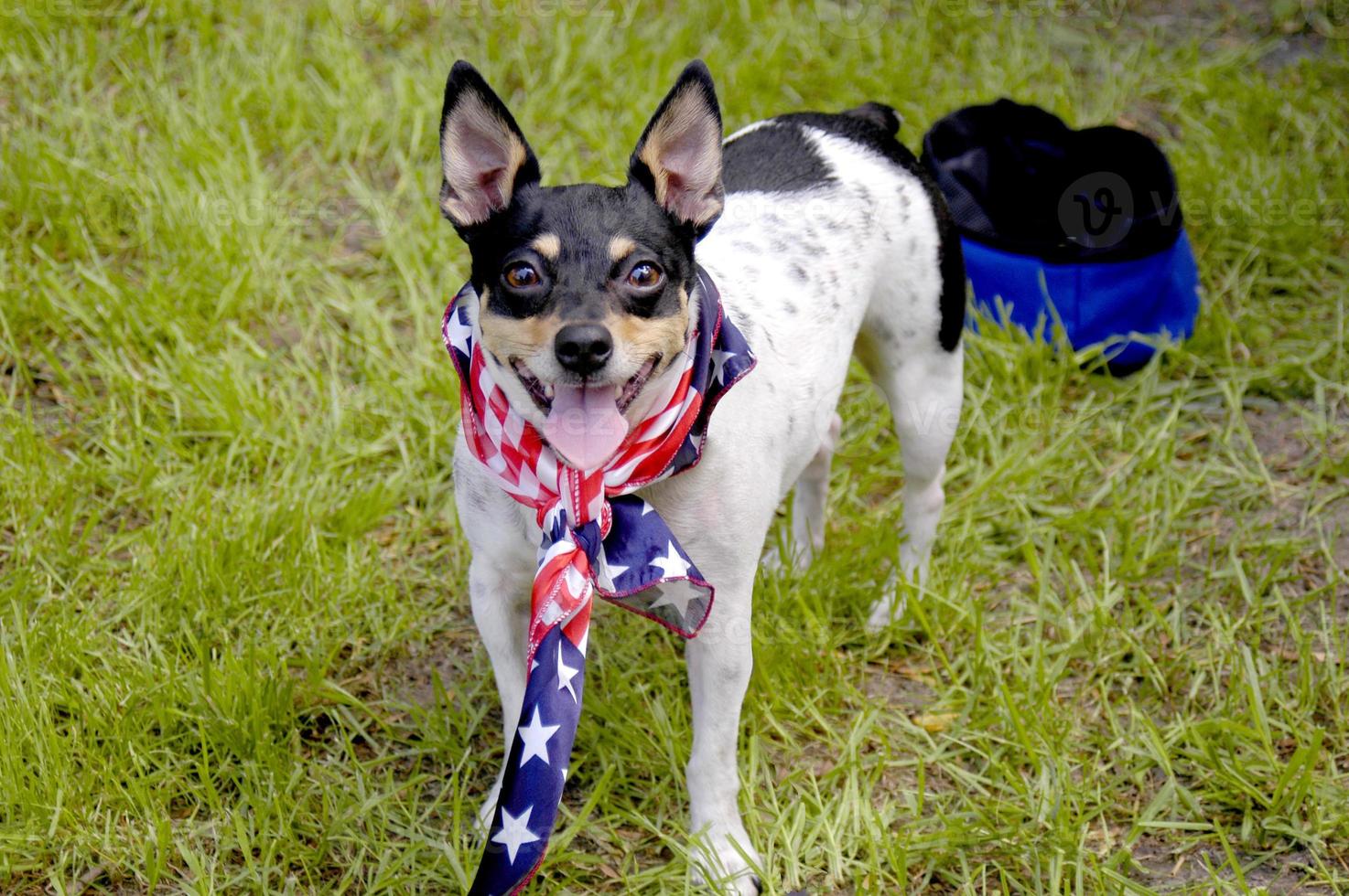 Ein kleiner Rattenterrier am 4. Juli mit einem Bandana der amerikanischen Flagge, der uns ein patriotisches Porträt gibt. foto