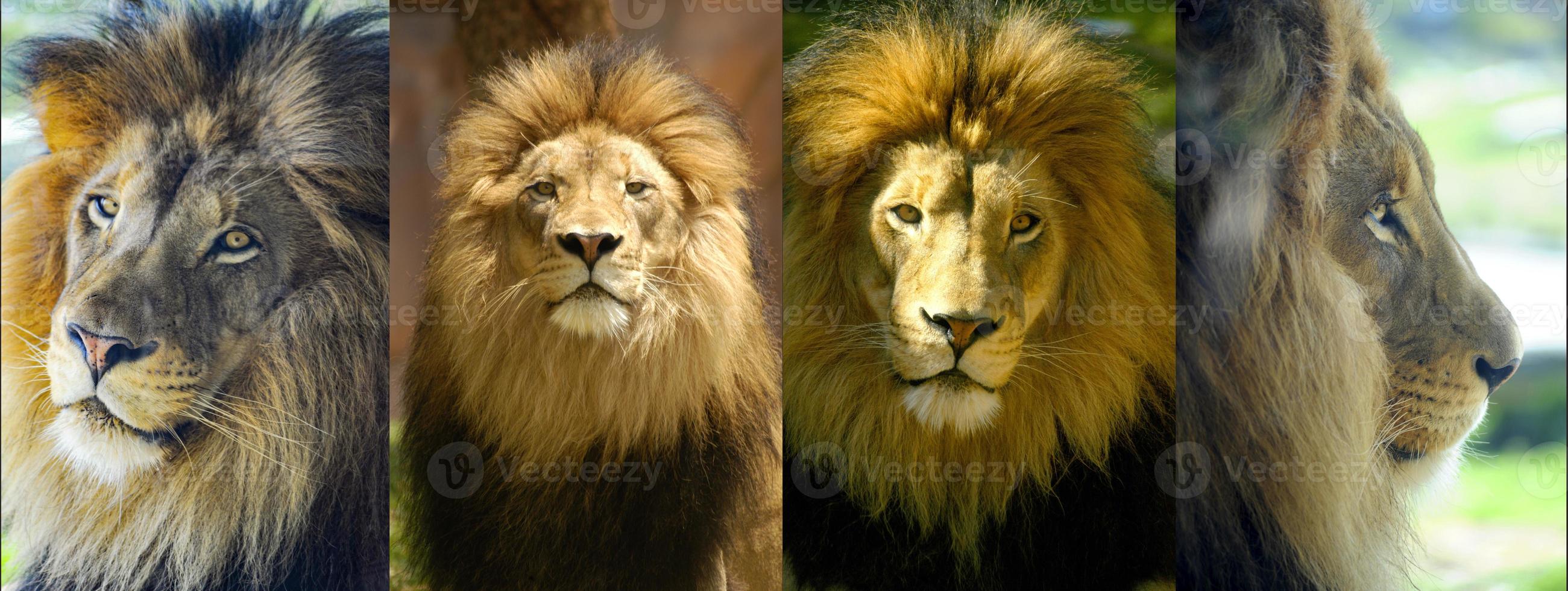 König der Löwen Porträtmontage foto