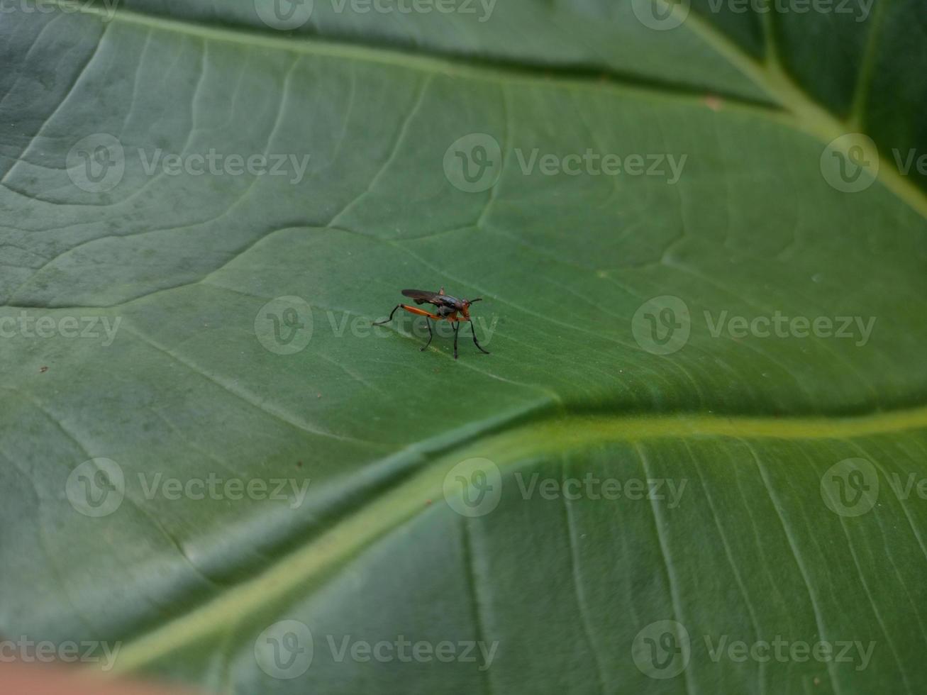 Insekten, die immer in jeder Pflanze sind foto