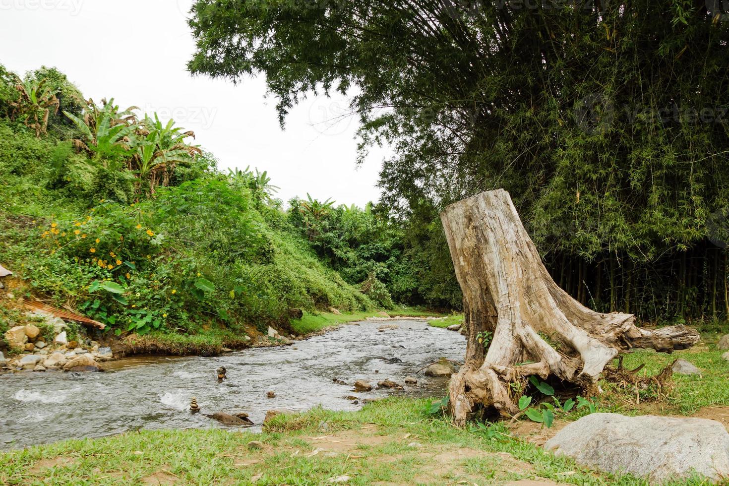 Blick auf einen Bergfluss und einen großen Baumstumpf im Regenwald bei bewölktem Wetter. Chiang Dao, Thailand. foto