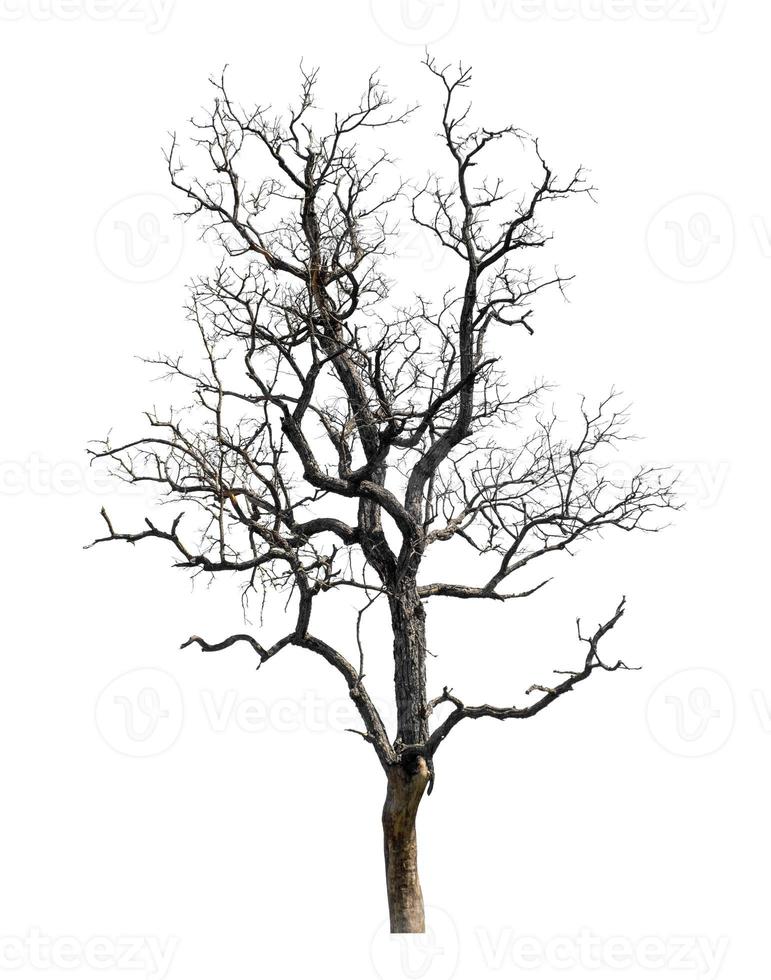 Toter Baum, der auf weißem Hintergrund isoliert ist, eignet sich sowohl für den Druck als auch für Webseiten foto