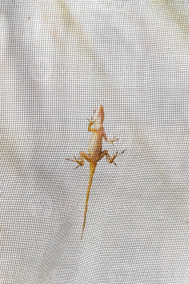 kleine rosafarbene Gecko-Eidechse kriecht auf die Insel Holbox in Mexiko. foto