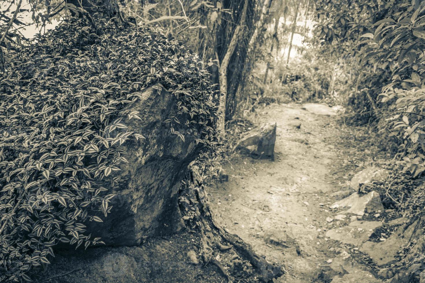 Wanderweg im natürlichen tropischen Dschungelwald Ilha Grande Brasilien. foto