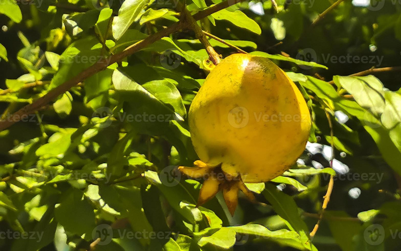 granatapfel granatäpfel wachsen auf dem baum in puerto escondido mexiko. foto