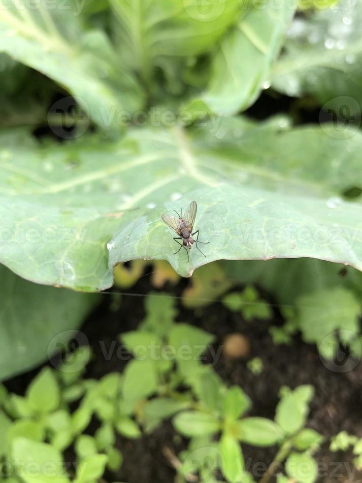 kleines insektentier auf grünem blatt in der plantage foto