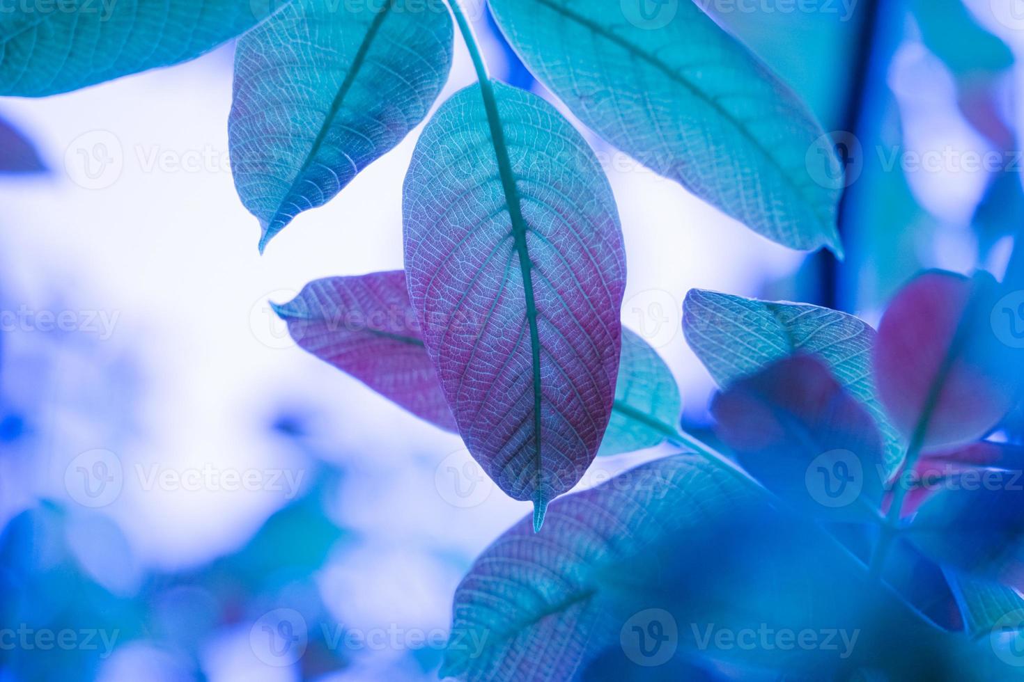 Blaue Baumblätter in der Herbstsaison, blauer Hintergrund foto