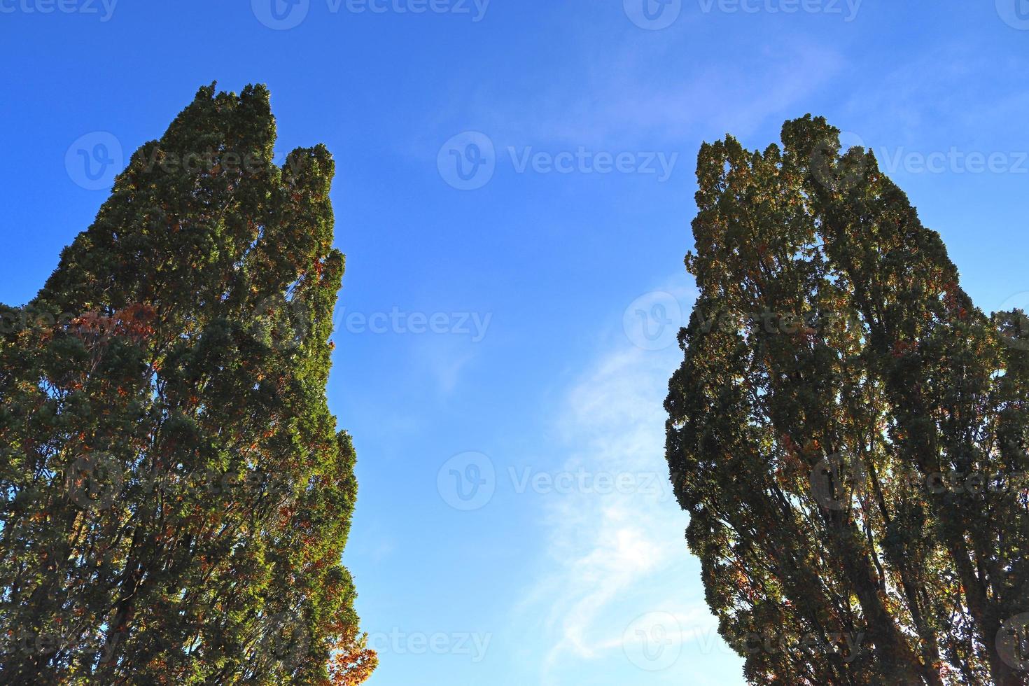 Blick auf eine Baumkrone an einem sommerlichen Tag foto