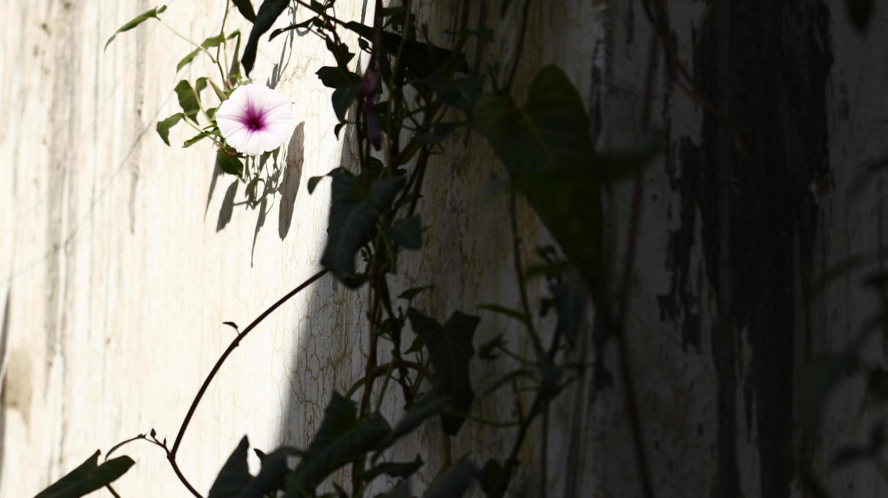 weiße und lila Blumen im Garten foto