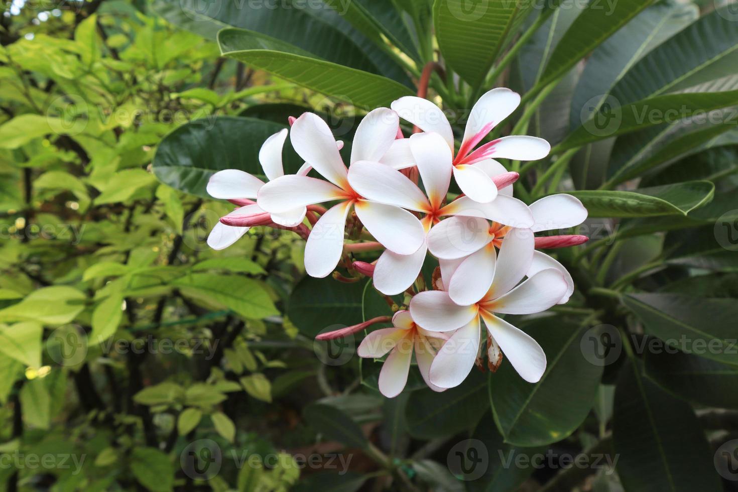 Plumeria- oder Frangipani- oder Tempelbaumblumen. Nahaufnahme rosa-weißer Plumeria-Blumenstrauß auf grünem Blatt im Garten mit Morgenlicht. foto