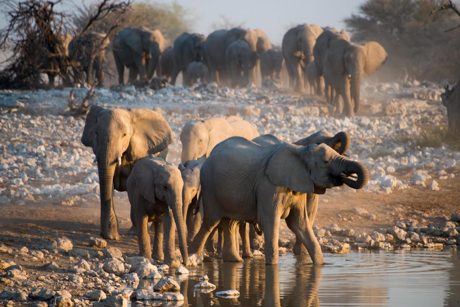 Gruppe afrikanischer Elefanten in der Nähe eines Wasserlochs foto