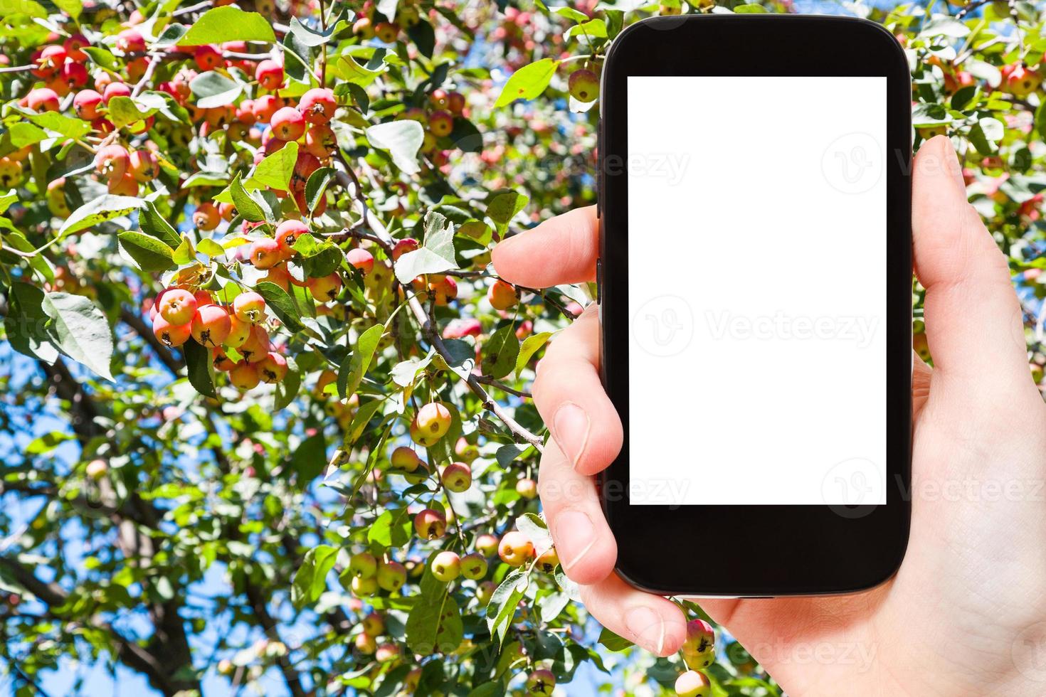 Smartphone und reife Apfelfrüchte am Baum foto