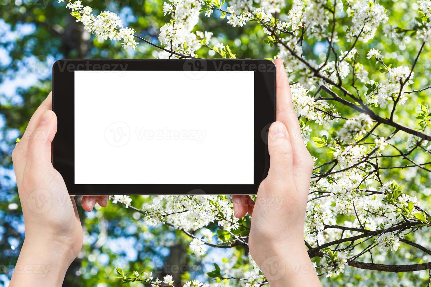 Tablet-PC und weißer blühender Baum im Frühjahr foto