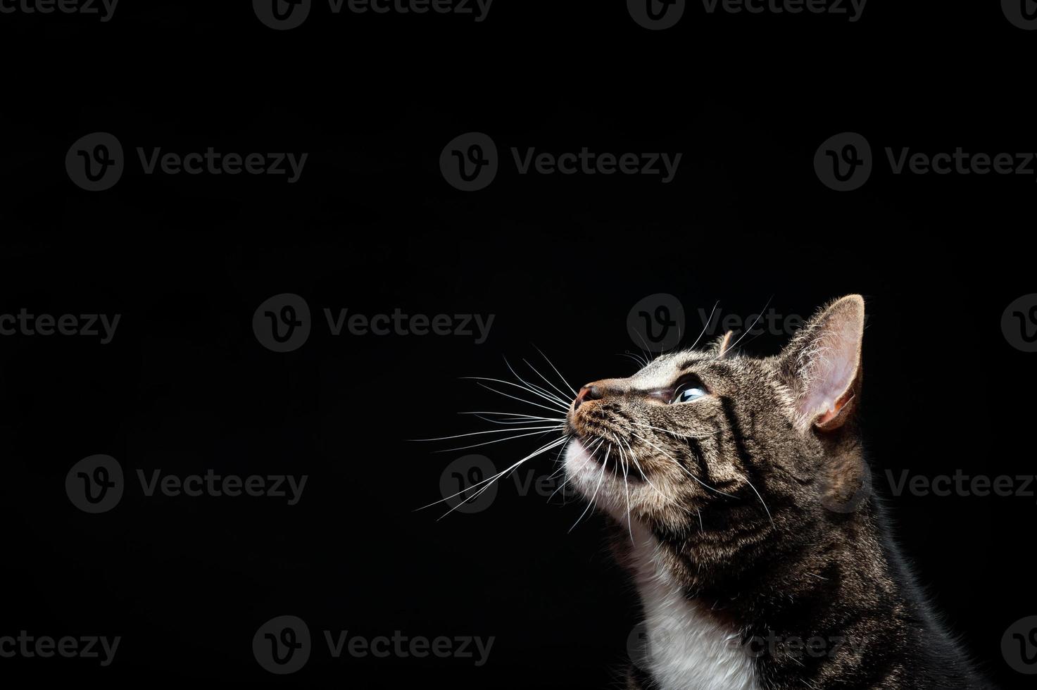 Erwachsene Vollblutkatze, fotografiert im Studio auf schwarzem Hintergrund. foto