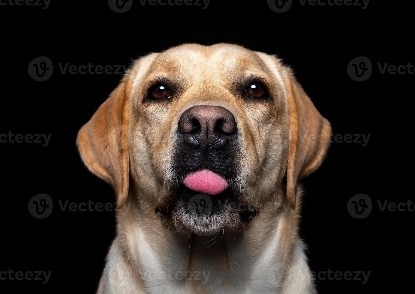 Porträt eines Labrador-Retriever-Hundes auf einem isolierten schwarzen Hintergrund. foto