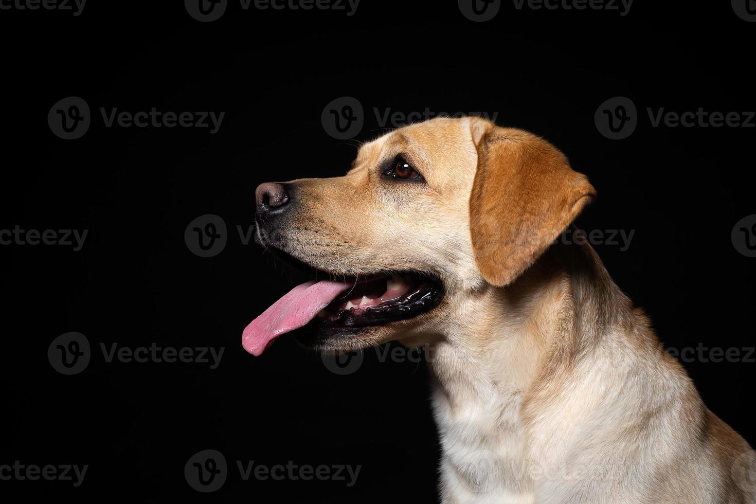 Porträt eines Labrador-Retriever-Hundes auf einem isolierten schwarzen Hintergrund. foto