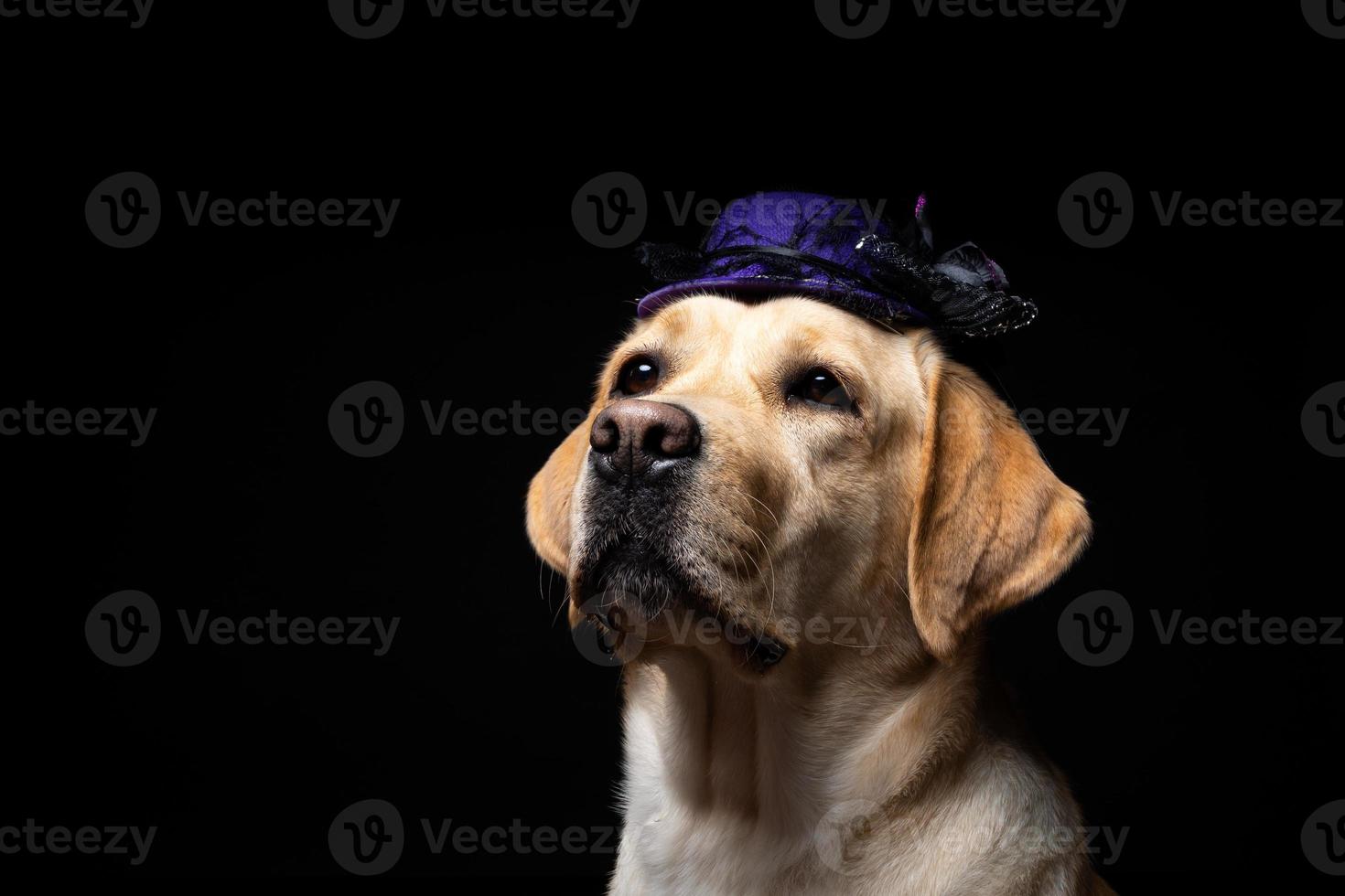 Nahaufnahme eines Labrador-Retriever-Hundes in einem Kopfschmuck. foto