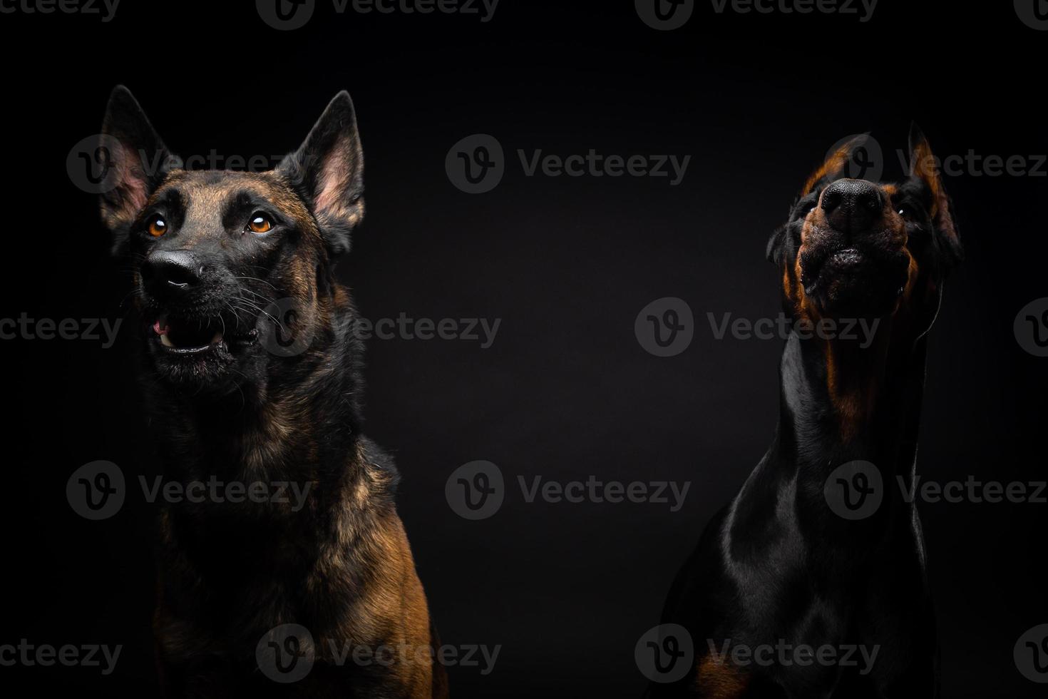 Porträt eines belgischen Schäferhundes und eines Dobermanns auf einem isolierten schwarzen Hintergrund. foto