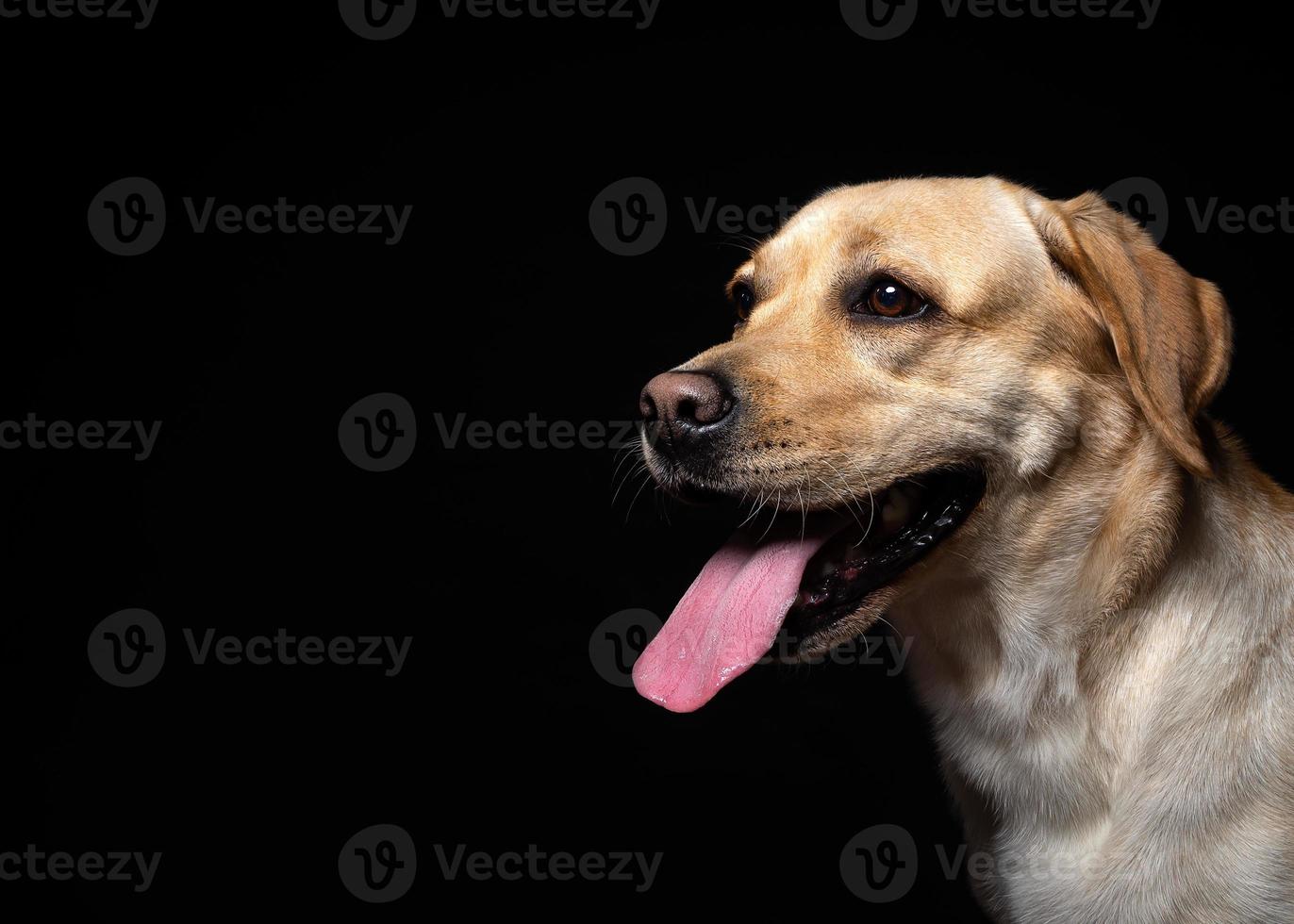 Porträt eines Labrador-Retriever-Hundes auf einem isolierten schwarzen Hintergrund. foto