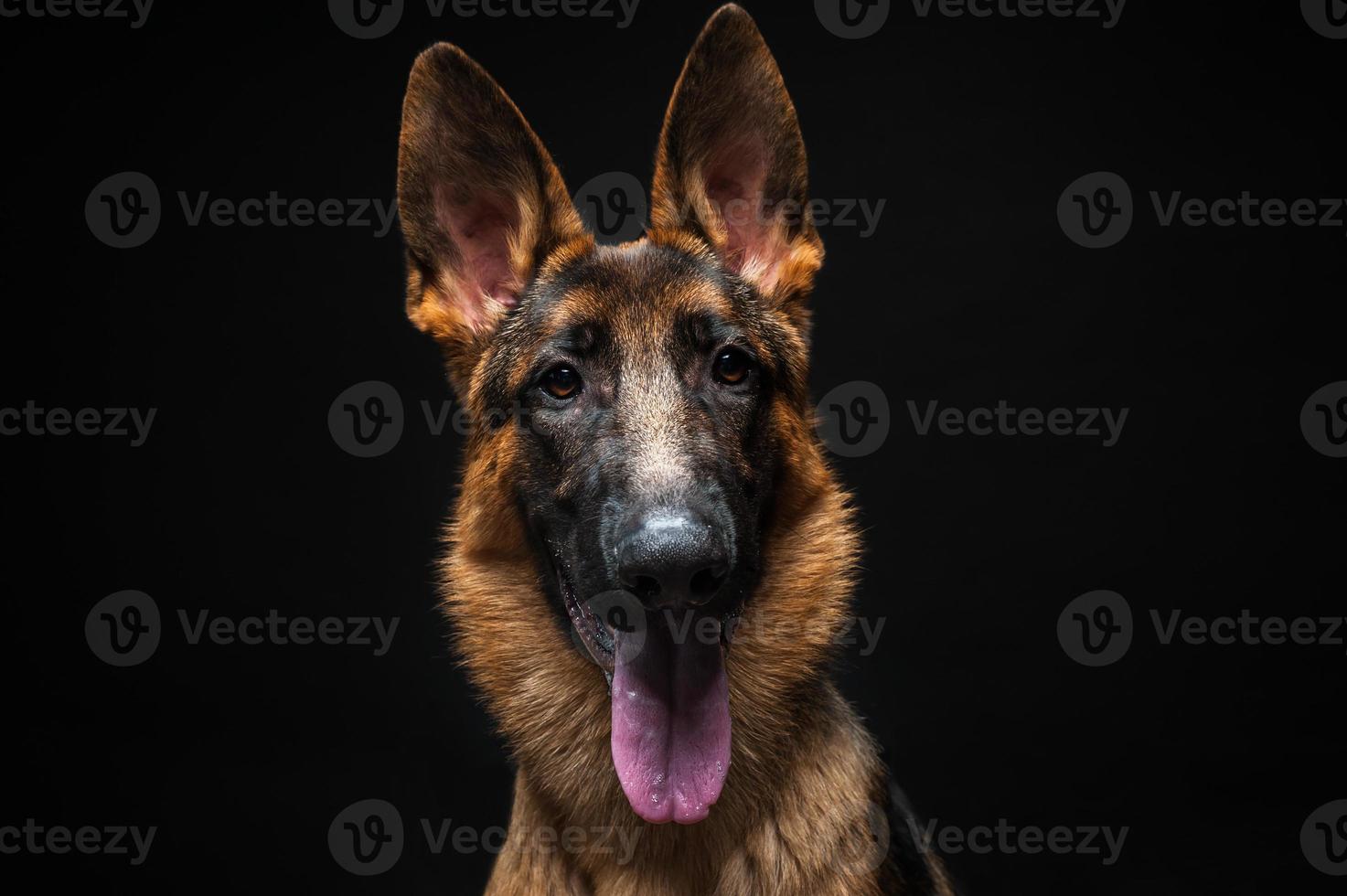 Porträt eines deutschen Schäferhundes vor einem isolierten schwarzen Hintergrund. foto